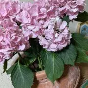 美前壷芽衣の画像