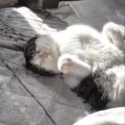 neko128 値下げ等プロフ必読の画像