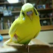 ピーちゃんの画像