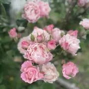 ma☆の画像