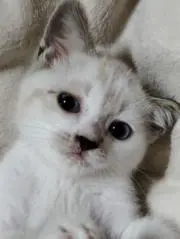 龍の画像