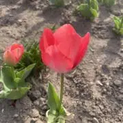 みんの画像