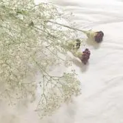 こさくの画像