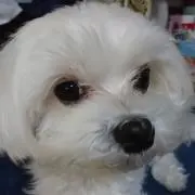まるぴ