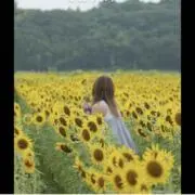 ひまわり　12時間以内発送の画像