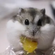 ぽんちゃん*(Ü*ૢ)*プロフ必読☆★