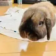 misia★プロフ必須の画像