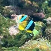 ｓｅａの画像