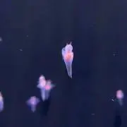 クーの画像