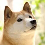 WAONの画像
