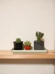 ぺぺろんの画像