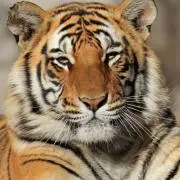 tiger01の画像
