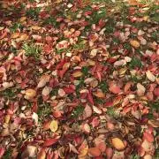 Fu-jikoの画像