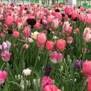 Flower bellの画像