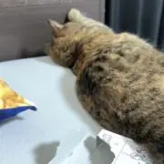 みやの画像