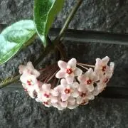 よんよんの画像