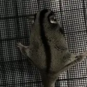 ななみの画像