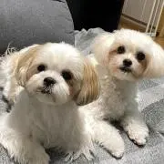 小春の画像
