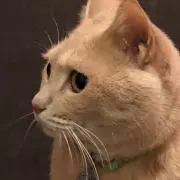 みーたろの画像