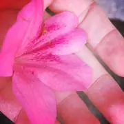 mn