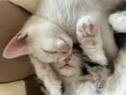 CatSphereの画像