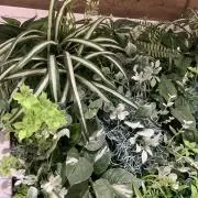 ★SARRY★の画像