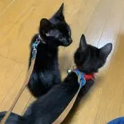 ssmyaの画像