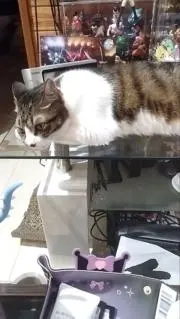 みょうがの画像