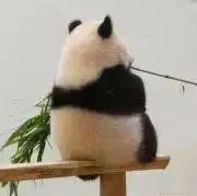けんちゃんの画像