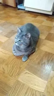 ケムの画像