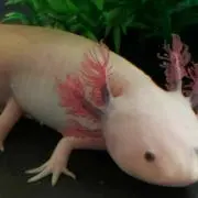 アールグレイ