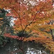 アヤカの画像