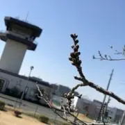 孤高の大工の画像