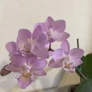 ꕤhanaꕤの画像
