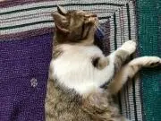 Mimi