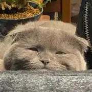 きてぃの画像