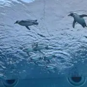 たるたる