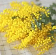 mimosaの画像