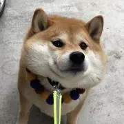 パパイヤ88の画像