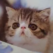 たかふみ