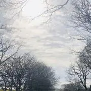 WööDy