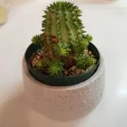 トトロ