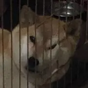 ケルベロス