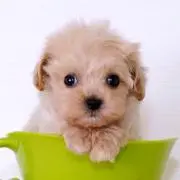 ⭐︎J子⭐︎の画像