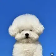 おでんの画像