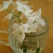 ミッキーの画像