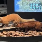 hの画像