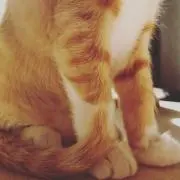まるの画像