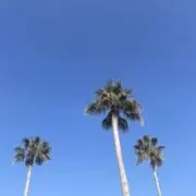 たけしの画像