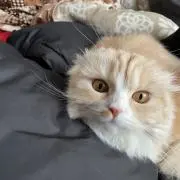 みかんの画像